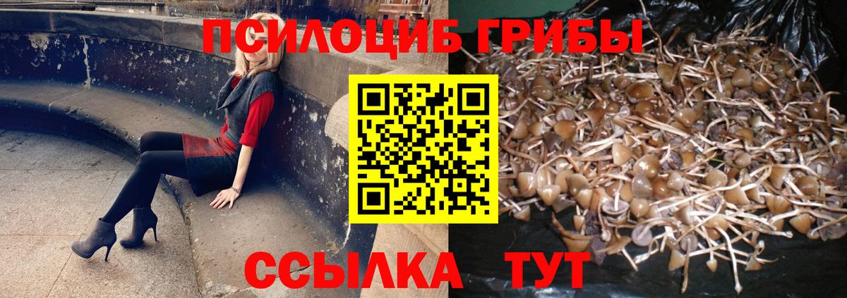 Псилоцибиновые грибы мицелий Осинники